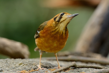 beautiful female Orange-headed Thrush (Zoothera citrina) in Thailandの写真素材