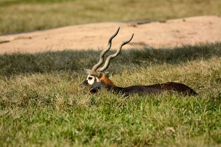 beautiful male blackbuck (Antilope cervicapra) standing on groundの写真素材
