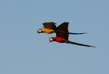 beautiful Blue-and-yellow Macaw (Ara ararauna), also known as the Blue-and-gold Macaw and Hybrid Macaw  flyingの写真素材