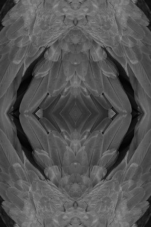 beautiful Blue-and-yellow Macaw (Ara ararauna), also known as the Blue-and-gold Macaw  back featherの写真素材