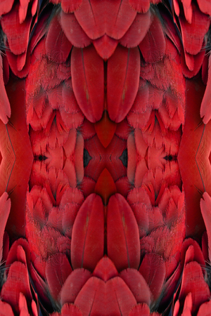 beautiful Blue-and-yellow Macaw (Ara ararauna), also known as the Blue-and-gold Macaw  back featherの写真素材