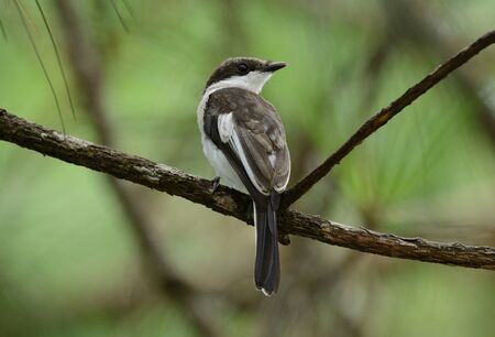 beatiful Bar Winged Flycatcher Shrike (Hemipus picatus) possing on the branch