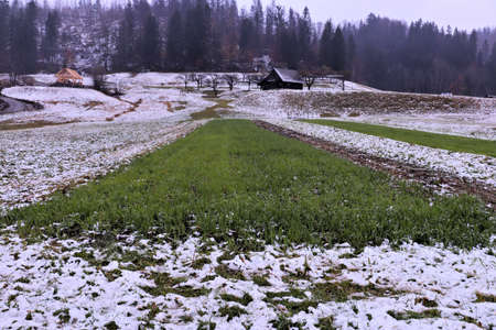 green grass field on a rainy dayの写真素材