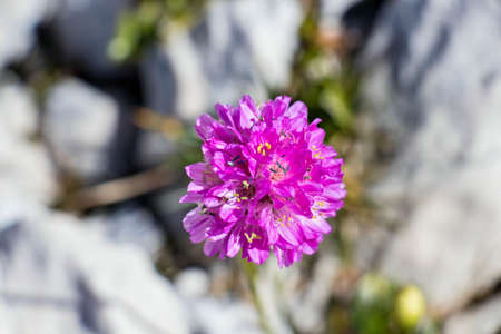 pink flower in the mountainsの写真素材