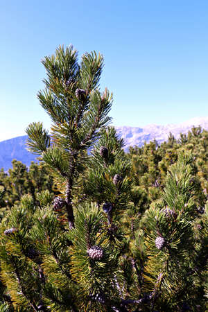 dwarf pine in the mountainsの写真素材