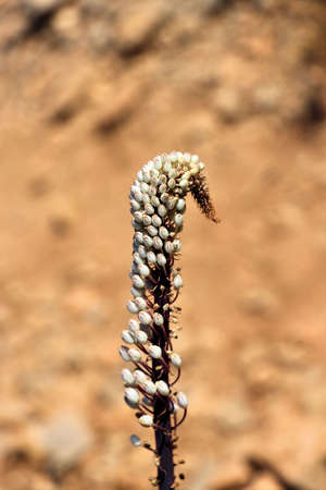 poisonous flower in greece closeupの写真素材