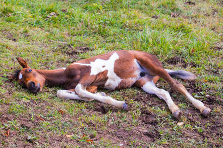 young foal posing for the cameraの写真素材
