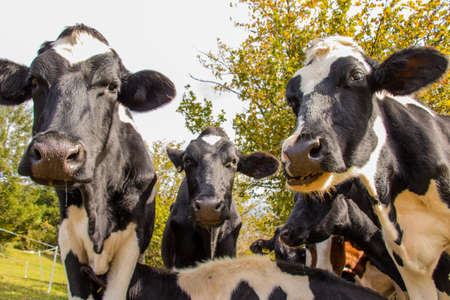a herd of cows looking at the cameraの写真素材