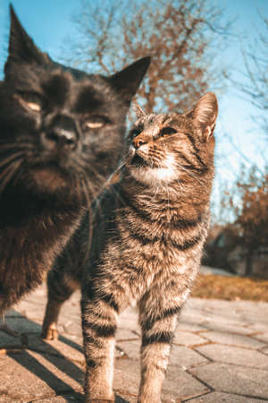 two cats near camera