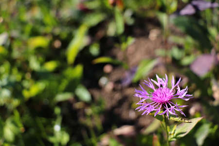 brown knapweed in the fieldの写真素材