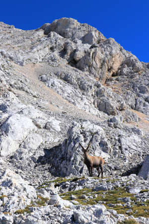 Ibex in front of a big mountainの写真素材