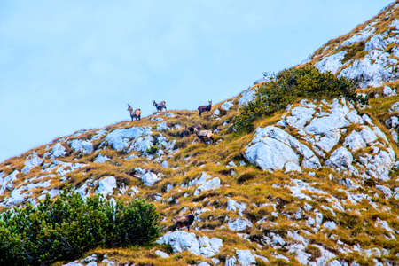 a herd of chamois in the mountains, Sloveniaの写真素材