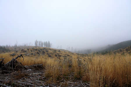 windthrow with mist