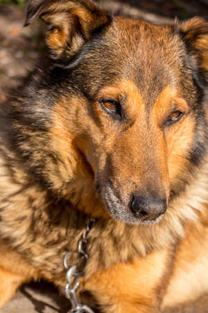 shy golden color dogの写真素材