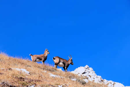 two ibexes at the peakの写真素材