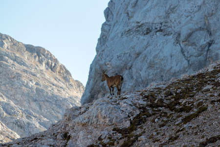 young ibex in the mountainsの写真素材