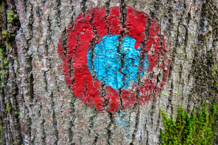 red and blue blaze on treeの写真素材