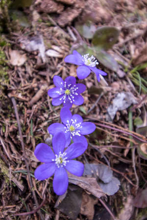 four beautiful hepatica outside