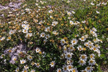 Eight Petal mountain-avens in the mountains