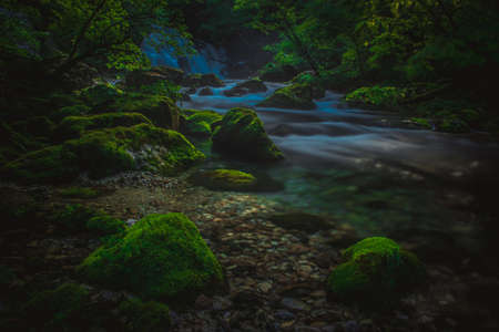 vivid dark green spring of Bistrica, morning time