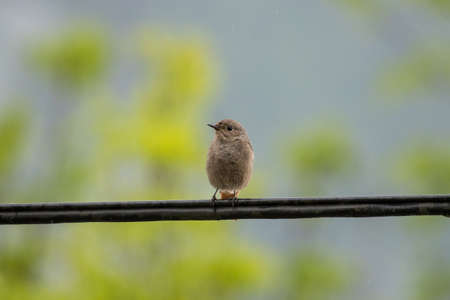 Female Black redstart on cable with green background