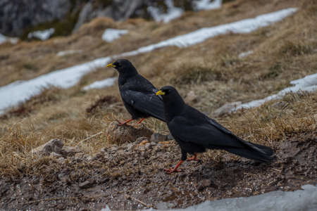 Two Alpine chough near Visevnik peakの写真素材