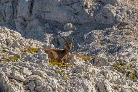 Adult Ibex resting high in mountainsの写真素材