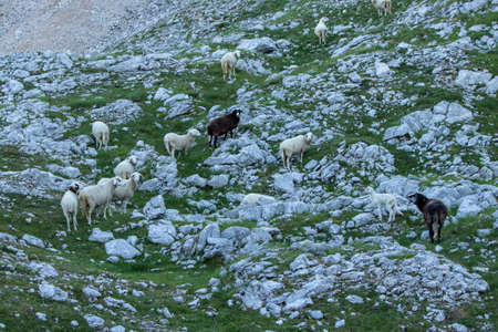 Sheeps pasturing in mountains, morning time