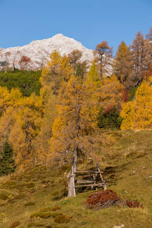 Wooden bench under the tree in the mountainsの写真素材