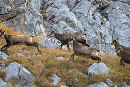 Herd of Chamois running awayの写真素材