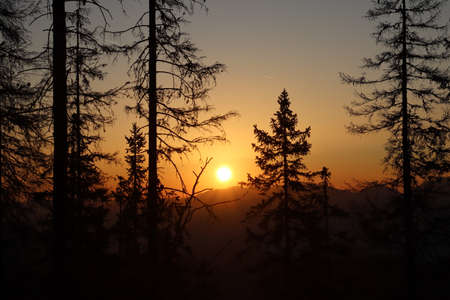 Pretty sunrise through trees early morning in mountainsの写真素材