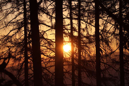sunrise through trees in mountains, autumnの写真素材