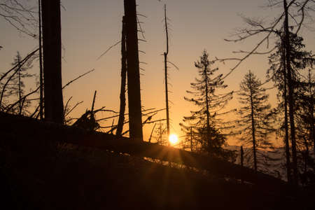 sunrise through trees in mountainsの写真素材