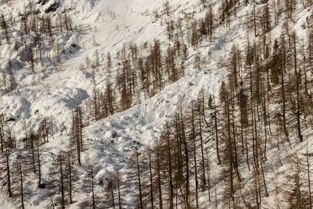 Larch trees covered in snowの写真素材