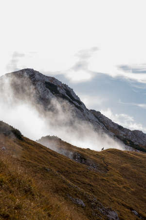 Chamois standing on mountain cliff with mist