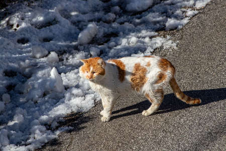 Orange domestic cat standing on roadの写真素材