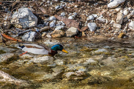Mallard duck in the river, close upの写真素材