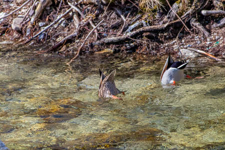 Two mallard duck diving in riverの写真素材