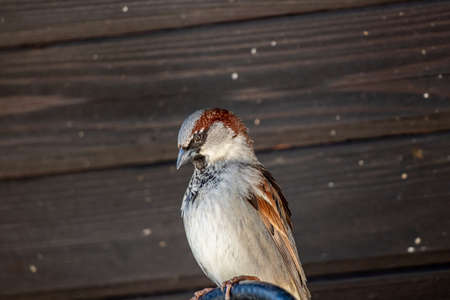 Male house sparrow standing on electric cable, cleaning himself