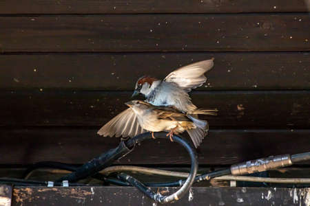 House sparrows caught during matingの写真素材