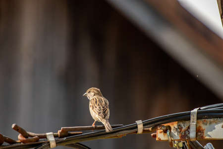 Female house sparrow resting on electric cableの写真素材