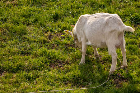 White domestic goat feeding on the fieldの写真素材