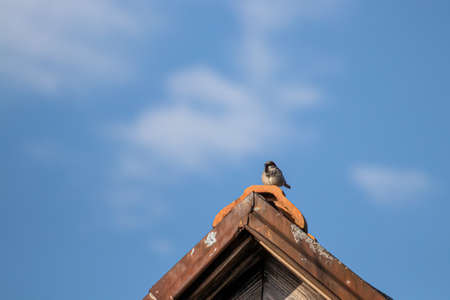 House sparrow resting on top of rooftopの写真素材