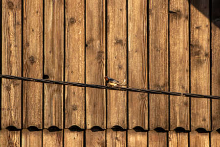 Pretty barn swallow resting on electric cableの写真素材