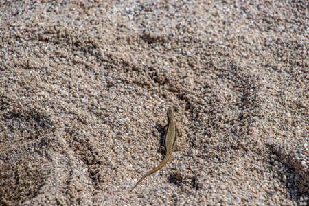 Common wall lizard on sand