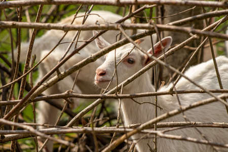 Baby goat close up throw branchesの写真素材