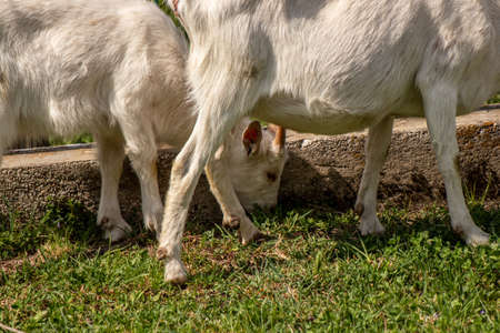 Goats grazing on green field