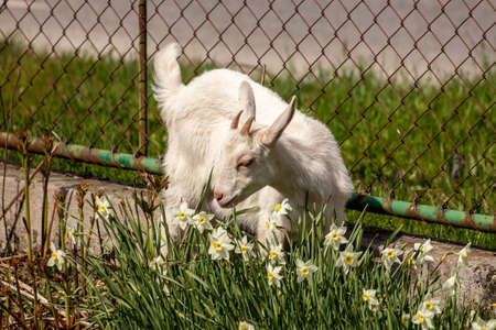 Small goat and bunch of flowersの写真素材
