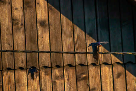 Barn swallow flying through skyの写真素材