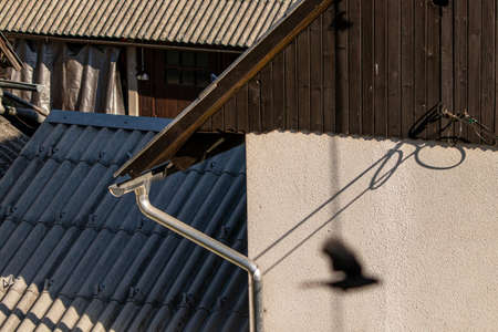 barn swallow shadow on building
